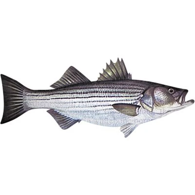 Stripped bass